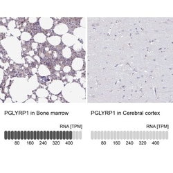 PGLYRP1/PGRP-S Antibody, Novus Biologicals 25 &mu;L | Buy Online | Novus Biologicals | Fisher Scientific